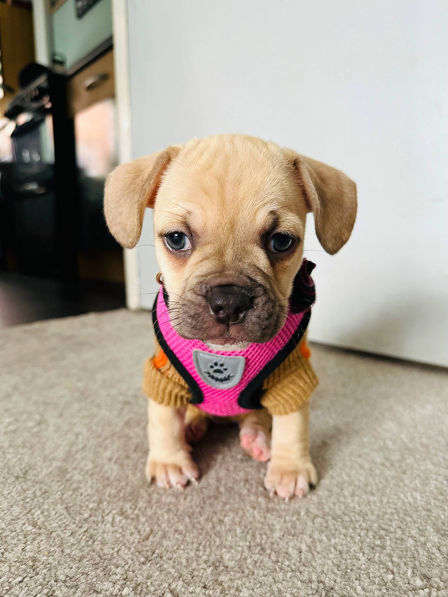 Enola is registered to the contest to win money with this photo: carnivore, collar, companion_dog, dog, dog_breed, dog_clothes, dog_collar, dog_supply, fawn, flooring, guard_dog, liver, paw, pet_supply, snout, sporting_group, toy_dog, whiskers, working_animal, wrinkle