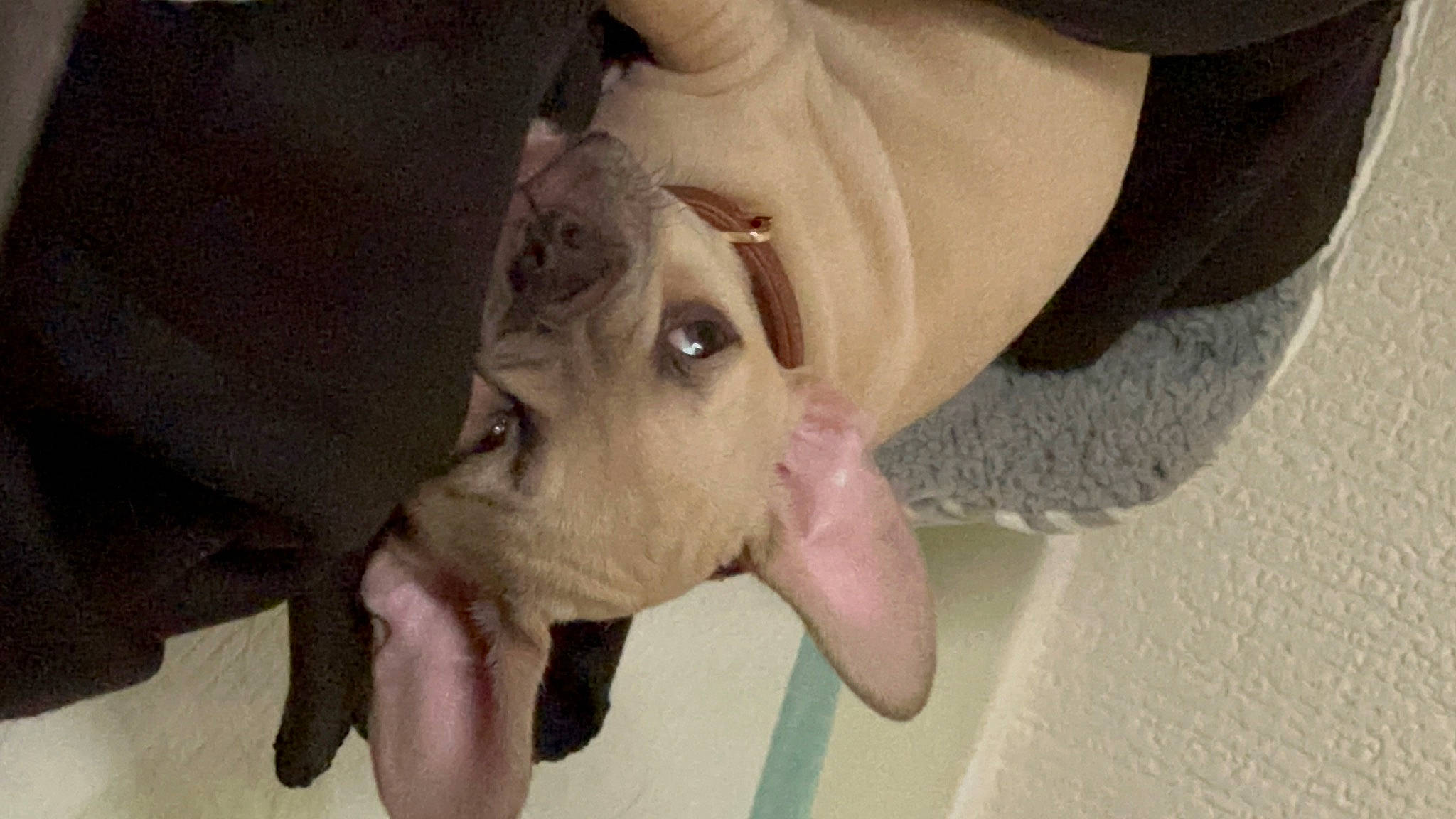 Enola joined the competition — help win amazing prizes! canidae, carnivore, companion_dog, dog, dog_breed, ear, eyelash, fawn, fur, gesture, livestock, nail, paw, snout, sporting_group, terrestrial_animal, thumb, whiskers, working_animal, wrinkle