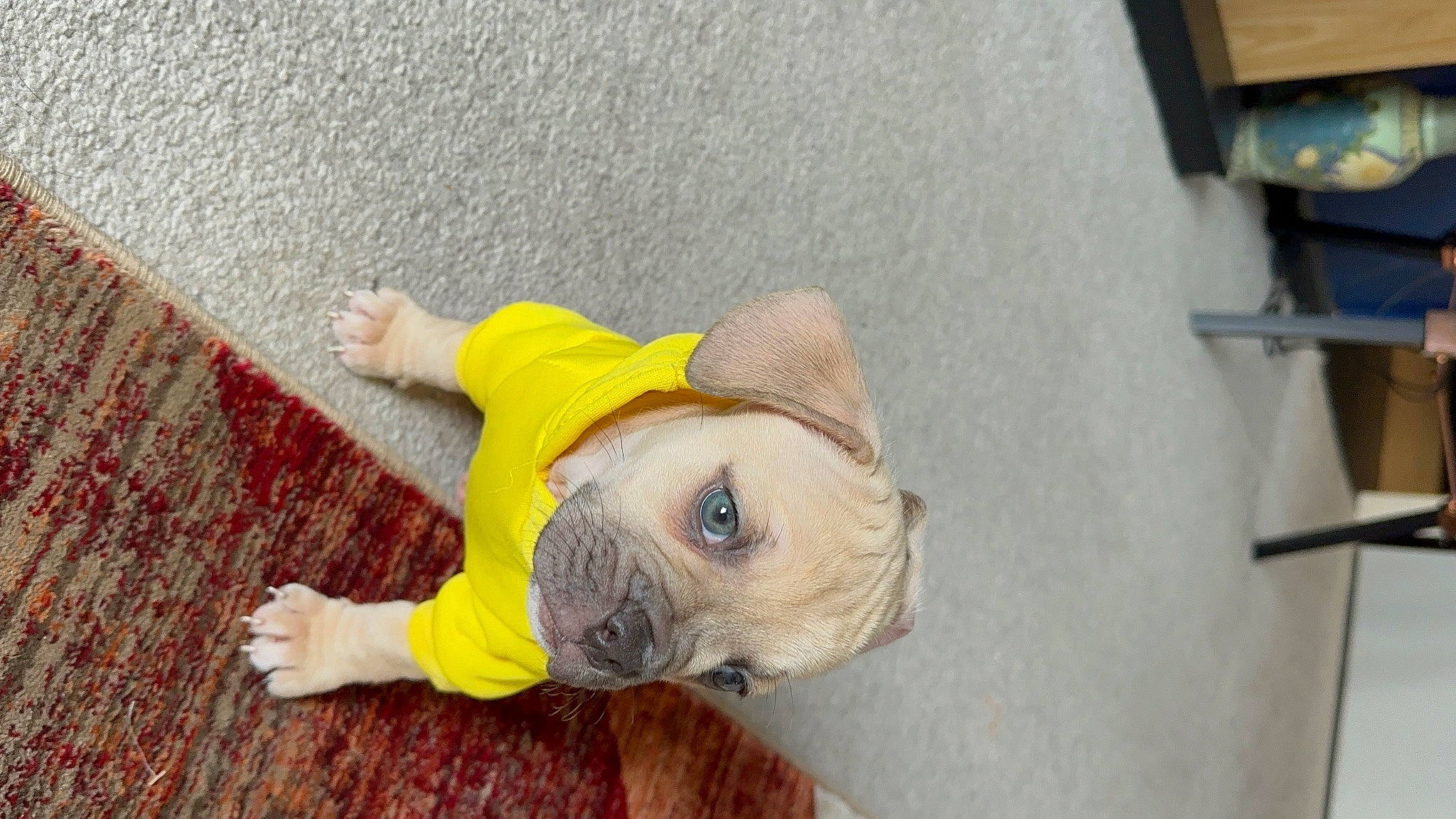 Enola is registered to the contest to win money with this photo: ball, carnivore, companion_dog, dog, dog_breed, dog_clothes, dog_supply, fawn, flooring, fur, hardwood, hat, puppy, snout, sporting_group, tail, toy_dog, wood, working_animal, wrinkle