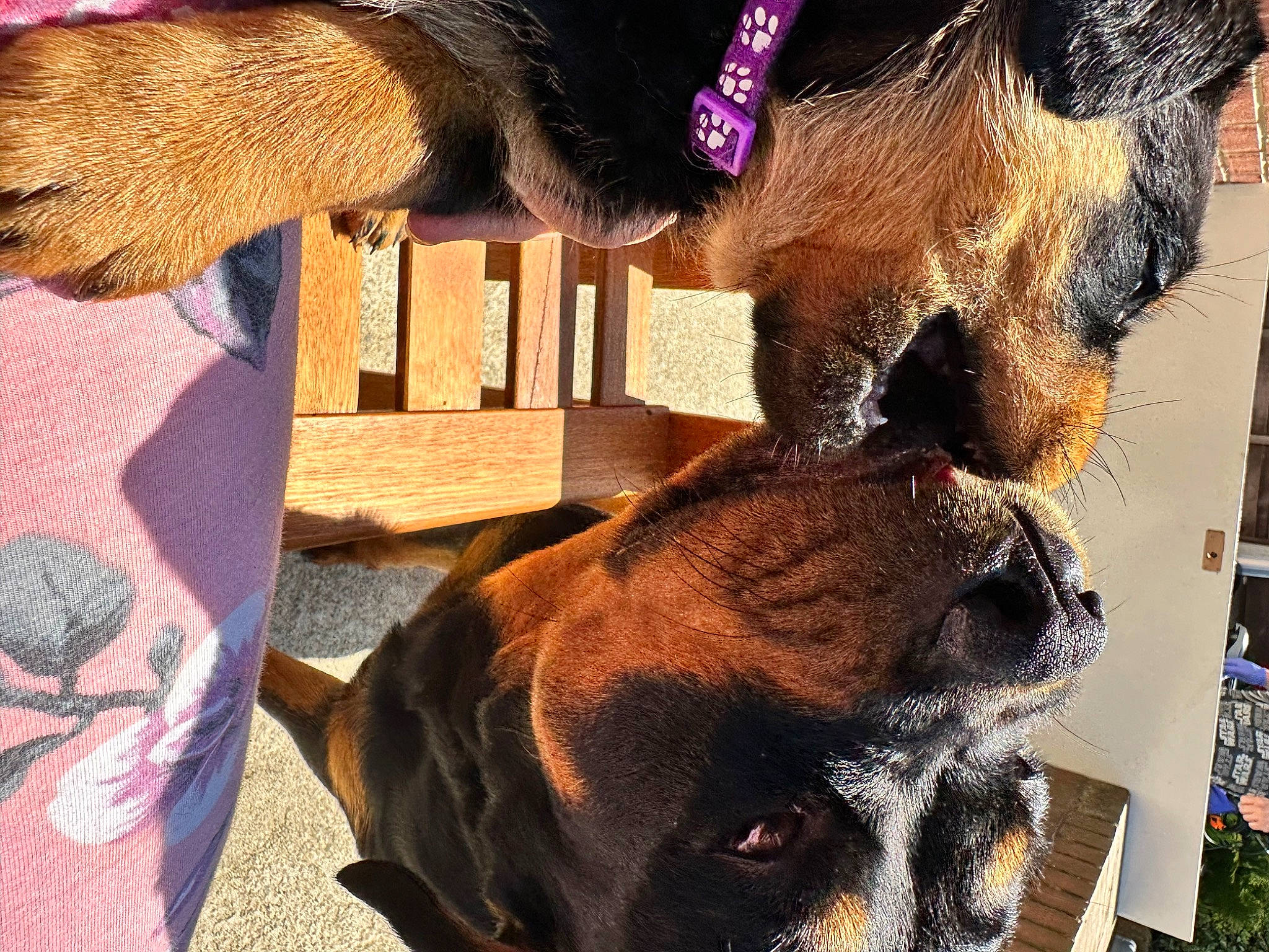 Bella is registered to the contest to win money with this photo: canidae, carnivore, collar, companion_dog, dog, dog_breed, dog_collar, ear, fawn, fur, hat, head, jaw, liver, pet_supply, snout, sporting_group, sunglasses, whiskers, working_animal