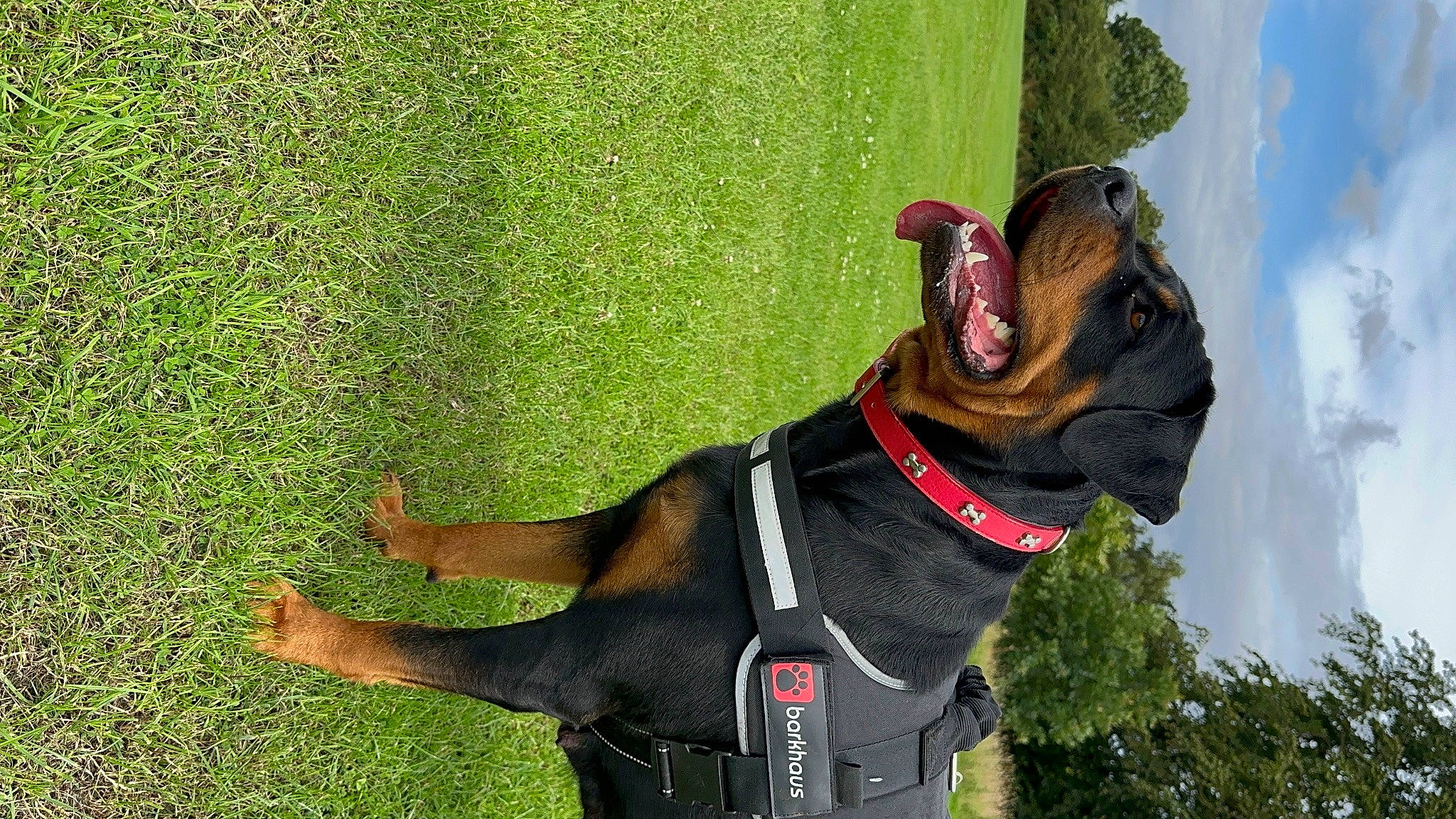 Bella is registered to the contest to win money with this photo: art, canidae, carnivore, cloud, collar, companion_dog, dog, dog_breed, dog_collar, fawn, grass, green, pet_supply, plant, sky, snout, sporting_group, tail, tree, working_animal