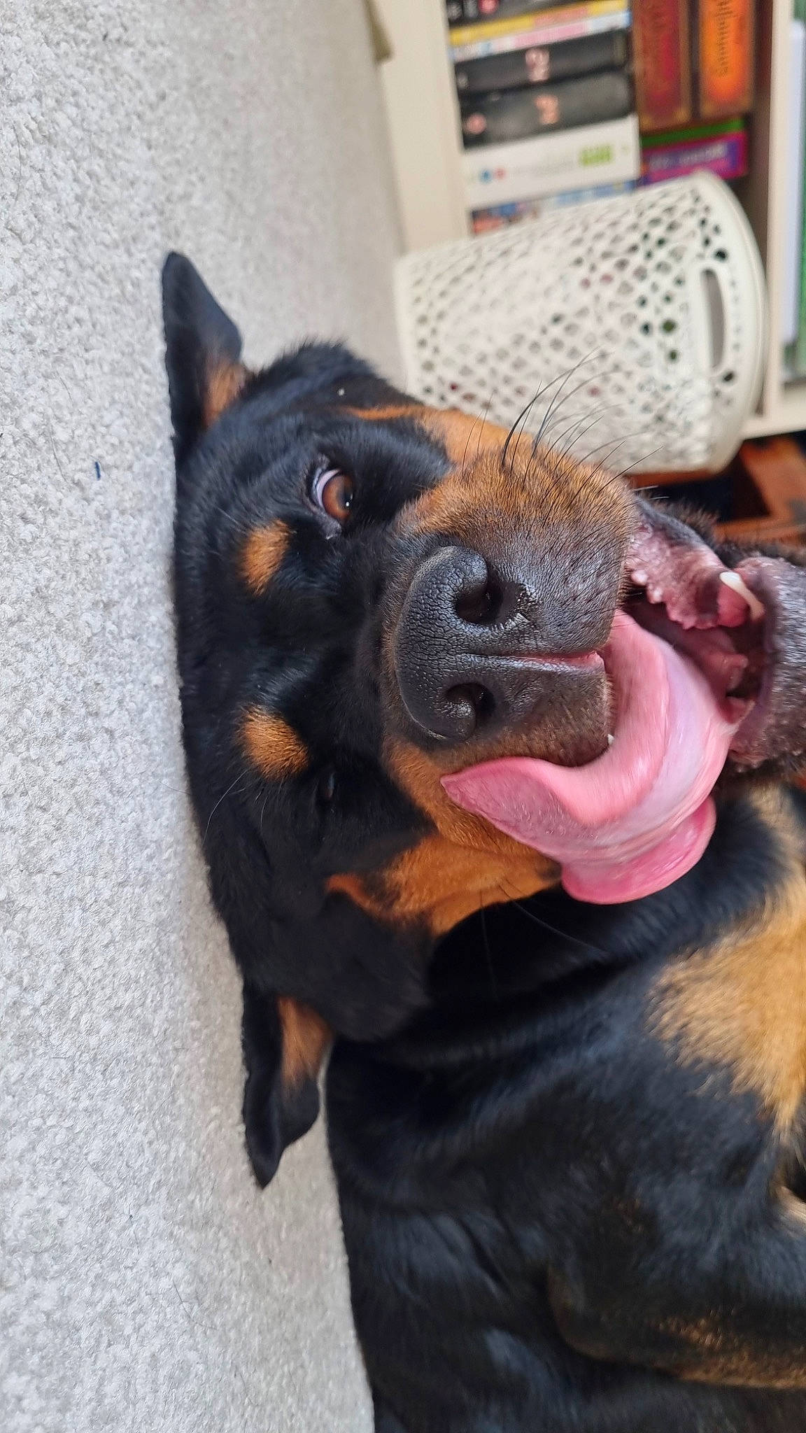 Bella joined the competition — help win amazing prizes! canidae, carnivore, collar, companion_dog, dog, dog_breed, east_european_shepherd, fawn, fur, giant_dog_breed, guard_dog, herding_dog, king_shepherd, law_enforcement, old_german_shepherd_dog, rottweiler, snout, sporting_group, working_animal, working_dog