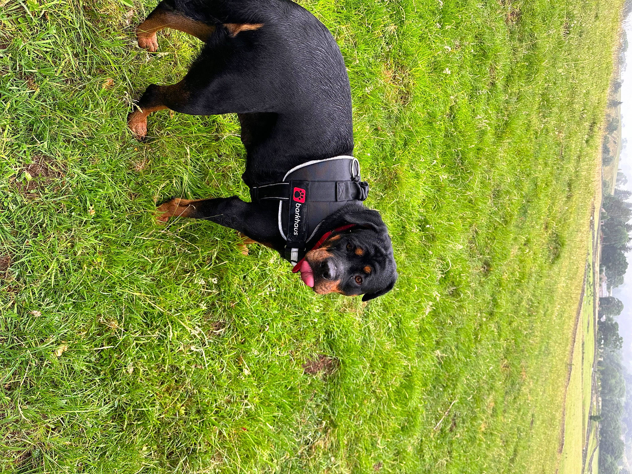 Bella is registered to the contest to win money with this photo: canidae, carnivore, companion_dog, dog, dog_breed, dog_supply, fun, grass, grassland, guard_dog, hunting_dog, personal_protective_equipment, pinscher, plant, recreation, sporting_group, tail, tree, trunk, working_dog