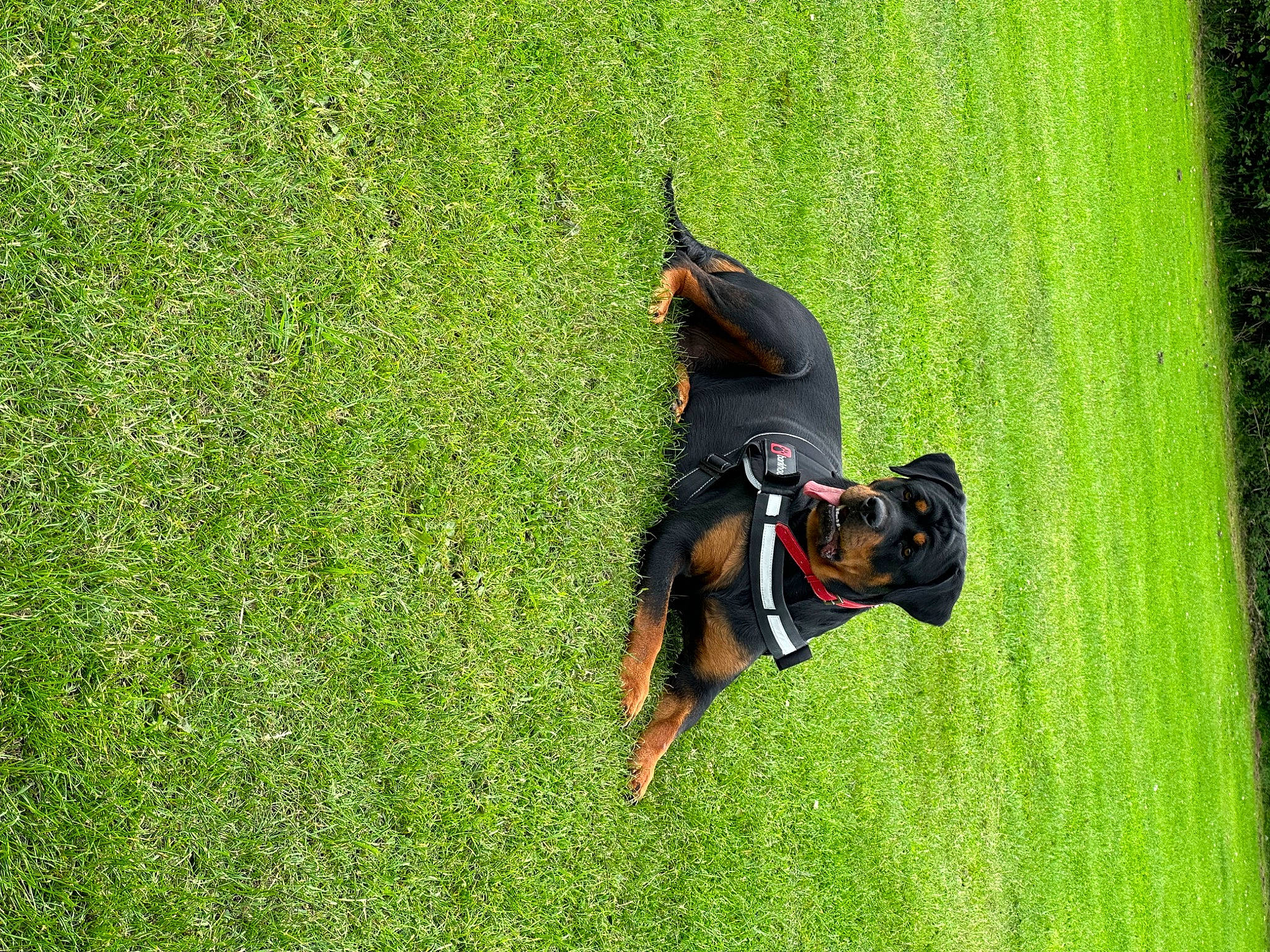 Bella is registered to the contest to win money with this photo: artificial_turf, canidae, carnivore, companion_dog, dog, dog_breed, grass, grass_family, grassland, guard_dog, lawn, pasture, pinscher, plant, recreation, sporting_group, sports, tail, working_animal, working_dog