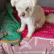 Hope a rejoint le concours — aidez-le/la à gagner de superbes lots ! animal, architecture, bed, bedroom, blanket, canine, couch, cushion, dog, furniture, homedecor, indoors, interiordesign, linen, pet, poodle, puppy, room, terrier, whitedog
