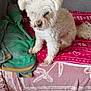 animal, architecture, bed, bedroom, blanket, canine, couch, cushion, dog, furniture, homedecor, indoors, interiordesign, linen, pet, poodle, puppy, room, terrier, whitedog