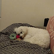 Orso participe au concours pour gagner de l'argent avec cette photo : bed, blanket, couch, dog, eye, fluffy, fur, home, indoor, nose, patterned_blanket, pet, pillow, plush_toy, poodle, resting, sleeping, toy, wall, white_dog