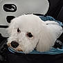 bag, car_interior, car_seat, close_up, cute, dog, eyes, face, fluffy, fur, looking_up, muzzle, nose, passenger, pet, pet_carrier, portrait, seat_belt, travel, white_dog