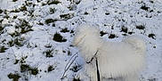 Orso a rejoint le concours — aidez-le/la à gagner de superbes lots ! animal, canine, cold, curious, daytime, dog, exploring, field, fluffy, fur, grass, leash, nature, outdoor, park, pet, snow, walking, white_dog, winter