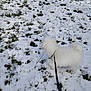animal, canine, cold, curious, daytime, dog, exploring, field, fluffy, fur, grass, leash, nature, outdoor, park, pet, snow, walking, white_dog, winter