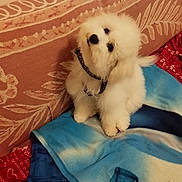 Orso participe au concours pour gagner de l'argent avec cette photo : animal, blanket, collar, companion, couch, cozy, curious, cute, dog, fabric, fluffy, fur, indoor, pattern, pet, puppy, sitting, small, toy, white