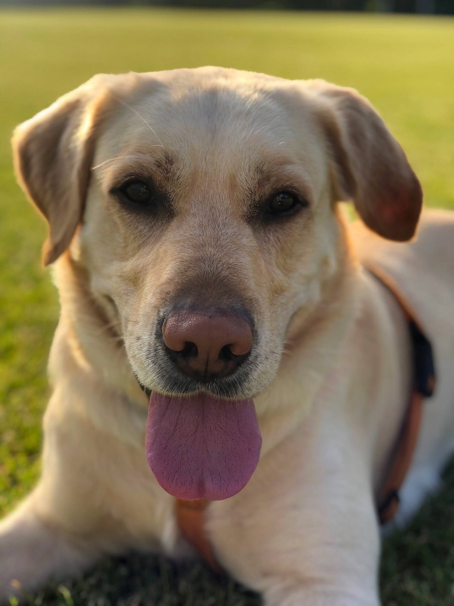 Koda a rejoint le concours — aidez-le/la à gagner de superbes lots ! canidae, carnivore, close_up, collar, companion_dog, dog, dog_breed, dog_collar, fawn, grass, labrador_retriever, snout, sporting_group, terrestrial_animal, whiskers, working_animal, working_dog