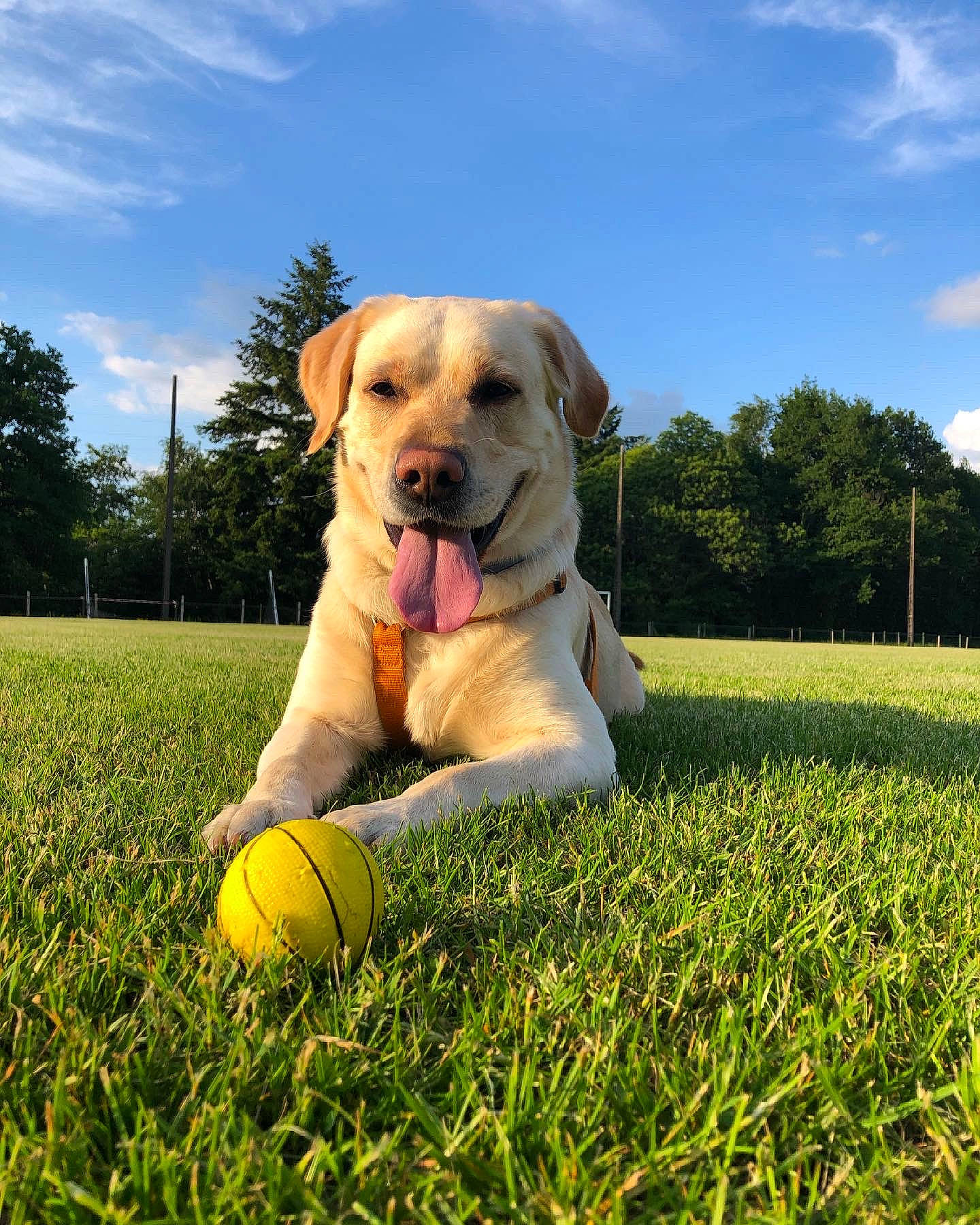 Koda participe au concours pour gagner de l'argent avec cette photo : ball, carnivore, cloud, companion_dog, dog, dog_breed, fawn, football, grass, grass_family, grassland, happy, lawn, meadow, people_in_nature, plant, sky, sports_equipment, tennis_ball, tree