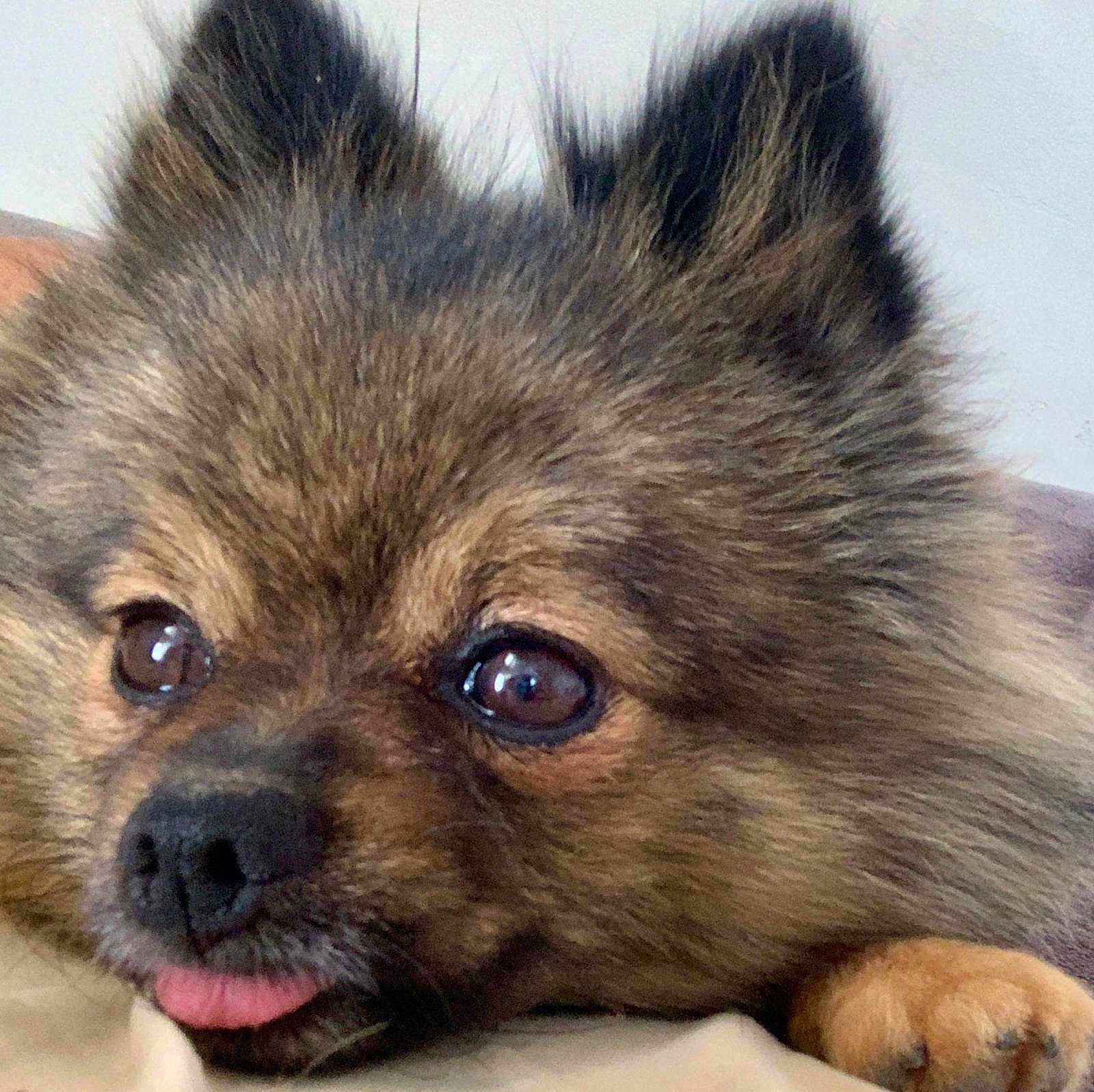 Tilia participe au concours pour gagner de l'argent avec cette photo : dog, close_up, tongue_out, fluffy, cute, pet, brown_fur, resting, paw, animal, indoor, face, ears, nose, expression, adorable, domestic_animal, looking, soft_fur, playing