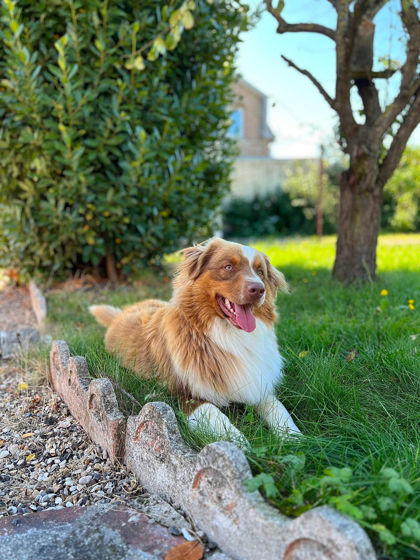 Asta participe au concours pour gagner de l'argent avec cette photo : dog, animal, pet, outdoor, grass, greenery, garden, sunlight, stone_border, happy, tongue_out, brown_and_white, fur, nature, tree, leaf, daylight, canine, relaxed, smiling