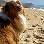 Asta a rejoint le concours — aidez-le/la à gagner de superbes lots ! animal, beach, brown, canine, cliffs, coast, daylight, dog, fluffy, landscape, nature, ocean, outdoor, pet, sand, serene, sky, sunny, waves, white