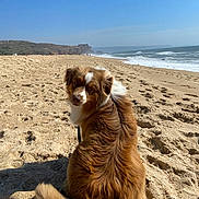 Asta a rejoint le concours — aidez-le/la à gagner de superbes lots ! animal, beach, brown, coast, daytime, dog, furry, landscape, leash, nature, ocean, outdoor, pet, sand, sitting, sky, sunny, tail, waves, white