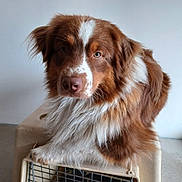 Asta a rejoint le concours — aidez-le/la à gagner de superbes lots ! dog, brown, white, fluffy, pet_crate, indoor, animal, closeup, portrait, canine, fur, ears, nose, eyes, paw, floor, wall, resting, looking, cute