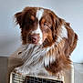 Asta a rejoint le concours — aidez-le/la à gagner de superbes lots ! dog, brown, white, fluffy, pet_crate, indoor, animal, closeup, portrait, canine, fur, ears, nose, eyes, paw, floor, wall, resting, looking, cute