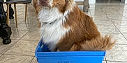 Asta participe au concours pour gagner de l'argent avec cette photo : dog, brown, white, plastic_box, indoor, tile_floor, kitchen, pet, animal, sitting, curious, fluffy, container, household, furniture, domestic, cute, calm, looking_up, cozy