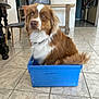 dog, brown, white, plastic_box, indoor, tile_floor, kitchen, pet, animal, sitting, curious, fluffy, container, household, furniture, domestic, cute, calm, looking_up, cozy