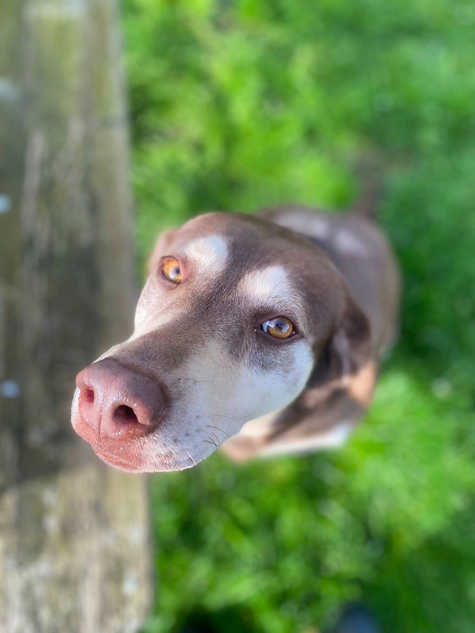 Eywa a rejoint le concours — aidez-le/la à gagner de superbes lots ! canidae, carnivore, companion_dog, dog, dog_breed, fawn, german_shorthaired_pointer, grass, gun_dog, hunting_dog, liver, non_sporting_group, pointing_breed, snout, sporting_group, terrestrial_animal, terrestrial_plant, whiskers, working_animal