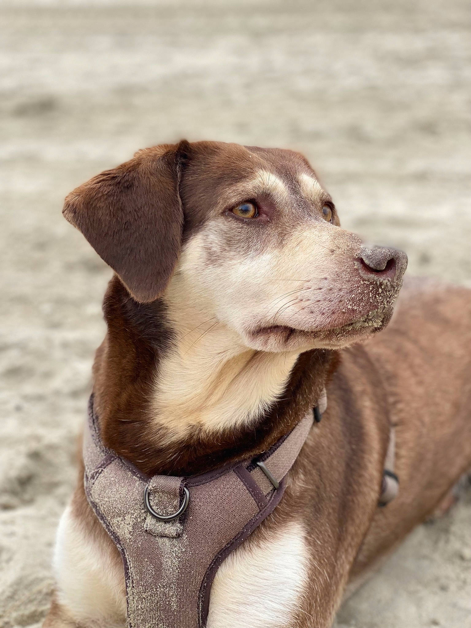 Eywa participe au concours pour gagner de l'argent avec cette photo : ancient_dog_breeds, canidae, carnivore, collar, companion_dog, dog, dog_breed, dog_collar, fawn, fur, hunting_dog, leash, liver, pet_supply, snout, sporting_group, terrestrial_animal, whiskers, working_animal, working_dog