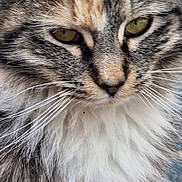 Gia joined the competition — help win amazing prizes! cat, close_up, fluffy_fur, whiskers, yellow_eyes, gray_fur, white_fur, orange_fur, pet, animal, mammal, portrait, face, feline, cute, domestic_cat, soft_fur, outdoor, nature