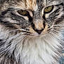 cat, close_up, fluffy_fur, whiskers, yellow_eyes, gray_fur, white_fur, orange_fur, pet, animal, mammal, portrait, face, feline, cute, domestic_cat, soft_fur, outdoor, nature