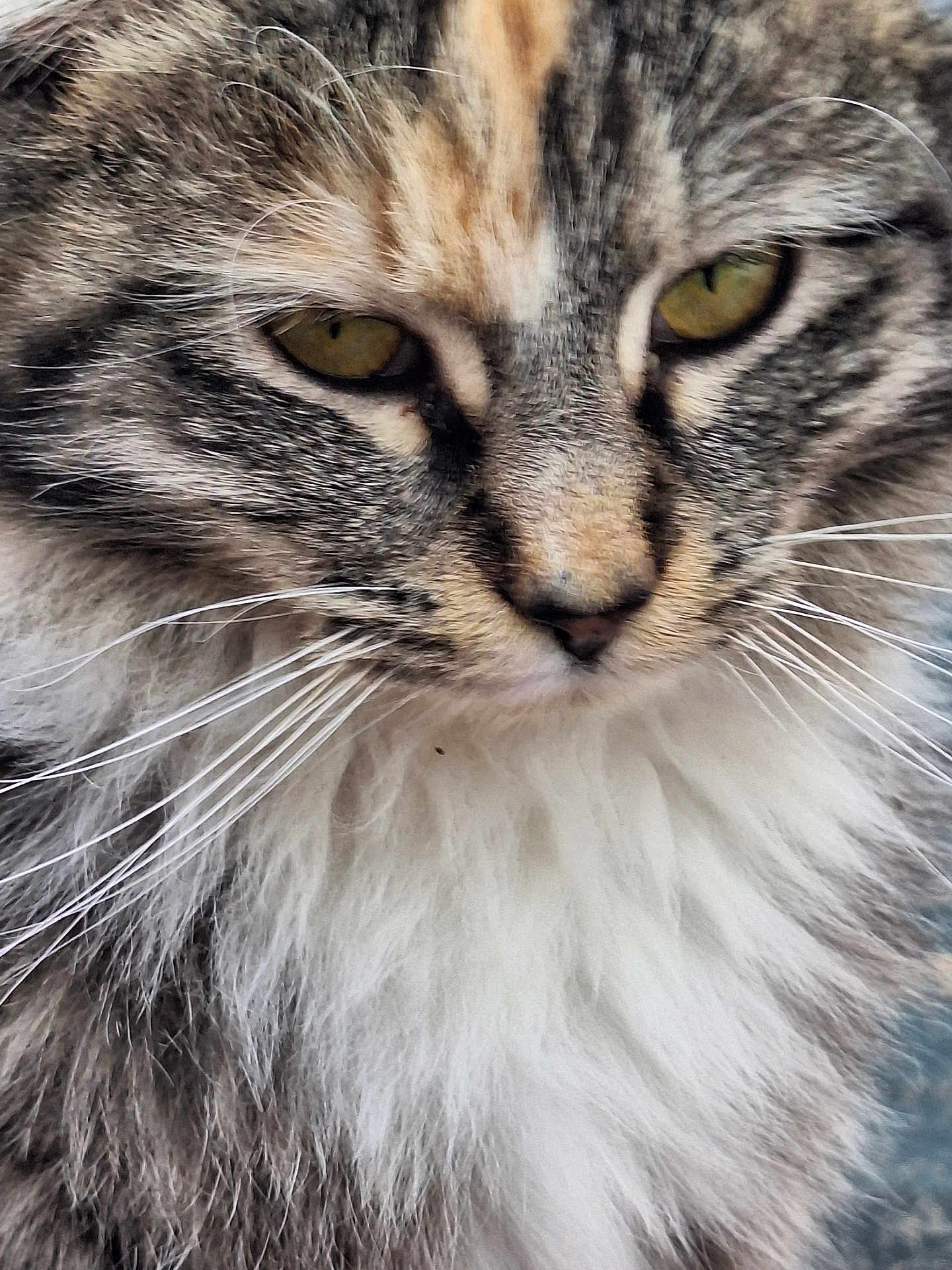 Gia