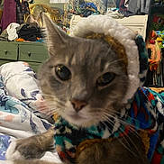 Milo joined the competition — help win amazing prizes! animal, bed, blanket, cat, close_up, clutter, colorful, cozy, domestic, dresser, furniture, hoodie, indoor, knitted_clothing, mirror, person, pet, portrait, room, stuffed_toy