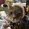 cat, close_up, knitted_clothing, hoodie, indoor, bed, blanket, person, dresser, clutter, stuffed_toy, mirror, colorful, animal, pet, furniture, room, portrait, domestic, cozy