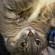 Milo joined the competition — help win amazing prizes! cat, upside_down, yellow_eyes, gray_fur, cream_fur, whiskers, close_up, pet, animal, cute, cozy, blanket, resting, indoor, feline, soft_fur, curious, portrait, whiskers_visible, domestic_cat