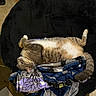 Milo joined the competition — help win amazing prizes! cat, feline, pet, lying_down, relaxed, blanket, cushion, chair, indoor, fur, tail, paws, animal, resting, cozy, comfort, clutter, floor, household, casual