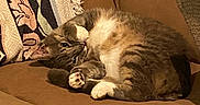 Milo is registered to the contest to win money with this photo: animal, blanket, cat, couch, cozy, curled_up, cute, domestic_cat, feline, fur, home, indoor, paw, pet, relaxing, resting, sleepy, soft, tabby_cat, whiskers