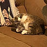 Milo is registered to the contest to win money with this photo: cat, tabby_cat, couch, blanket, indoor, feline, pet, cozy, resting, curled_up, fur, whiskers, paw, home, relaxing, animal, domestic_cat, cute, sleepy, soft