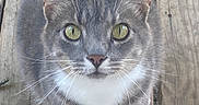 Milo joined the competition — help win amazing prizes! cat, gray_tabby, green_eyes, white_paws, whiskers, wooden_deck, outdoor, pet, feline, curious, close_up, animal, cute, domestic_cat, looking_up, fur, ears, tail, nature, daylight