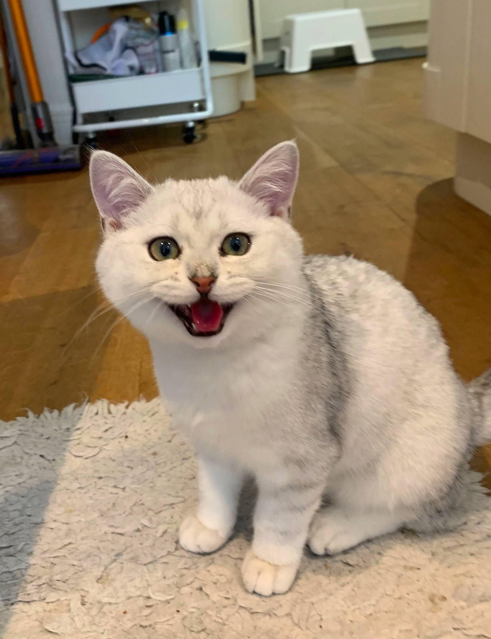 Haru joined the competition — help win amazing prizes! cabinetry, carnivore, cat, collar, domestic_short_haired_cat, door, eye, fang, felidae, flooring, fur, paw, small_to_medium_sized_cats, snout, tail, terrestrial_animal, whiskers