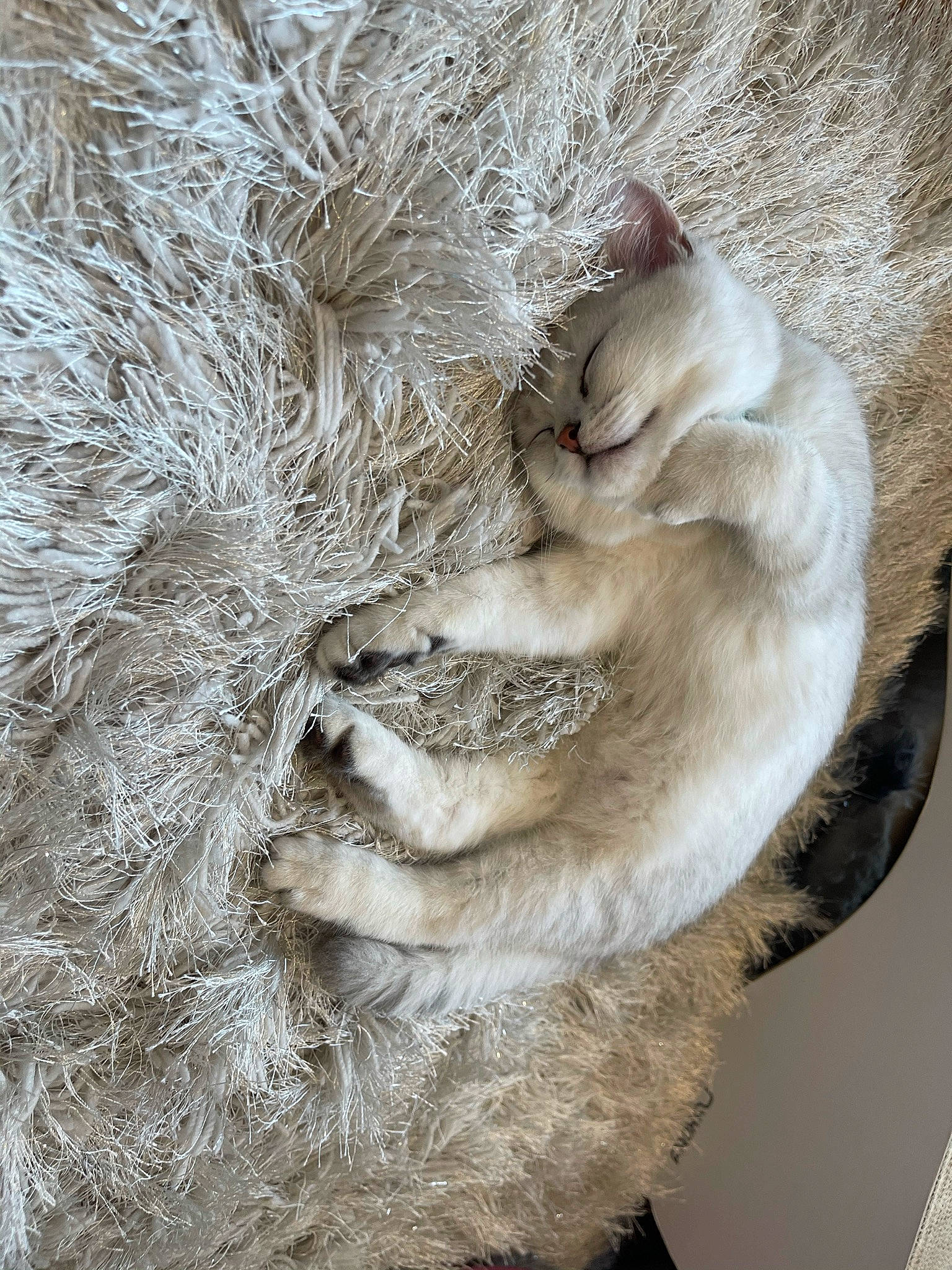 Haru joined the competition — help win amazing prizes! carnivore, cat, claw, fawn, felidae, fur, fur_clothing, nap, natural_material, pattern, paw, small_to_medium_sized_cats, snout, tail, terrestrial_animal, twig, whiskers, wildlife, wood