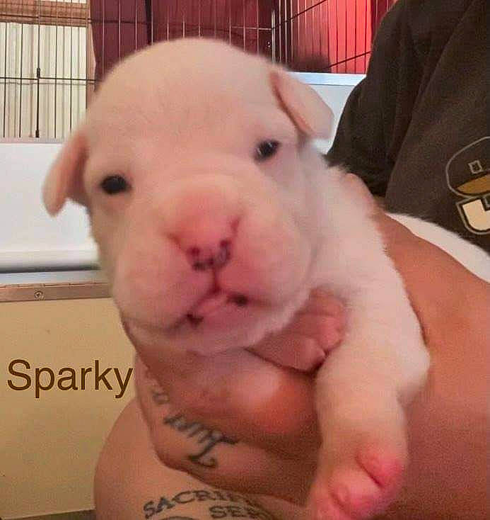 Sparky