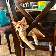 Garfield joined the competition — help win amazing prizes! cat, orange_tabby, chair, wooden_chair, indoor, floor, tile_floor, table, bottle, paw, relaxed, pet, feline, animal, home, curious, furniture, domestic, resting, playful