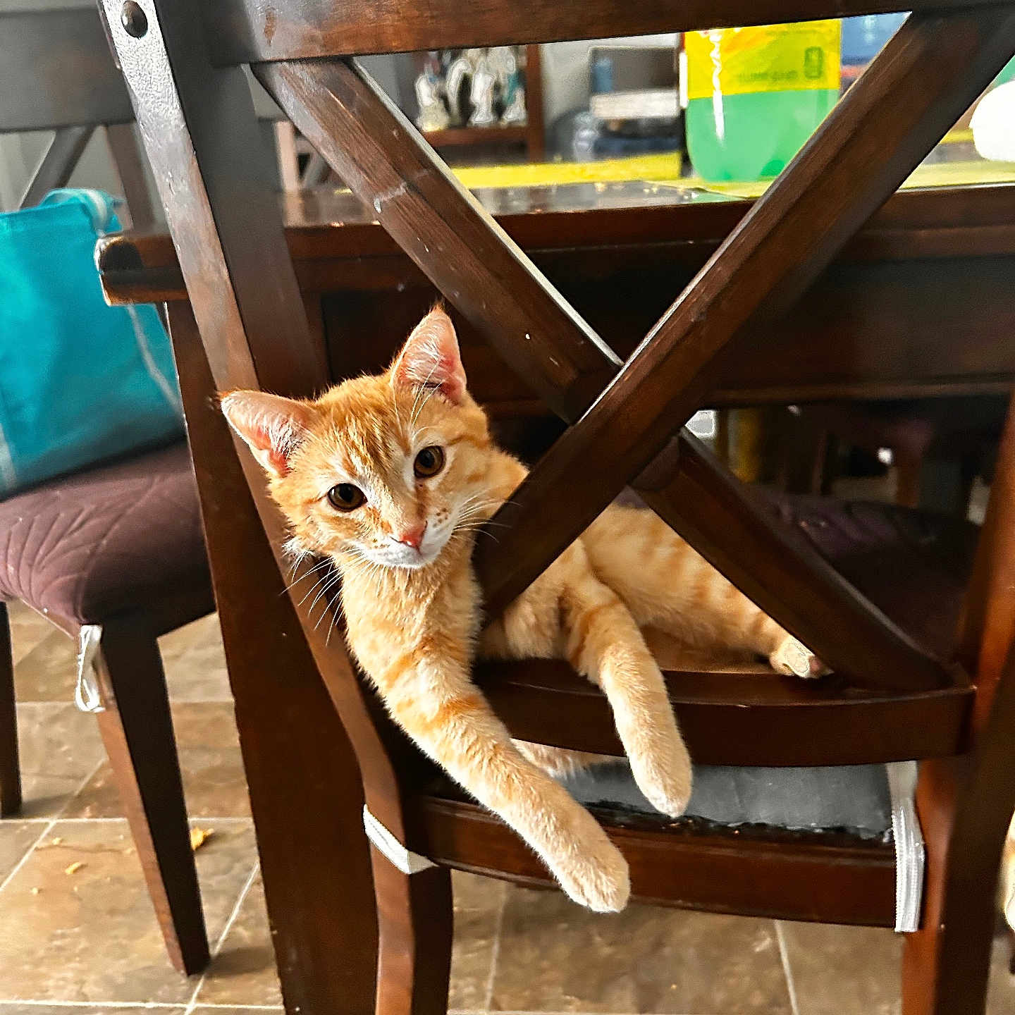 Garfield joined the competition — help win amazing prizes! cat, orange_tabby, chair, wooden_chair, indoor, floor, tile_floor, table, bottle, paw, relaxed, pet, feline, animal, home, curious, furniture, domestic, resting, playful