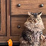 cat, tabby_cat, long_hair, fluffy, whiskers, sitting, dresser, wooden_furniture, drawer, drawer_knob, hanging_toy, plush_toy, carpet, indoor, pet, second_cat, closeup, portrait, fur, paws