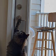 Loki is registered to the contest to win money with this photo: cat, tabby_cat, pet, door, door_handle, paw, reaching, glass_door, porch, stool, wooden_stool, balcony, indoor, fur, whiskers, curiosity, home, vertical_composition, sill, lock