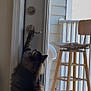 cat, tabby_cat, pet, door, door_handle, paw, reaching, glass_door, porch, stool, wooden_stool, balcony, indoor, fur, whiskers, curiosity, home, vertical_composition, sill, lock