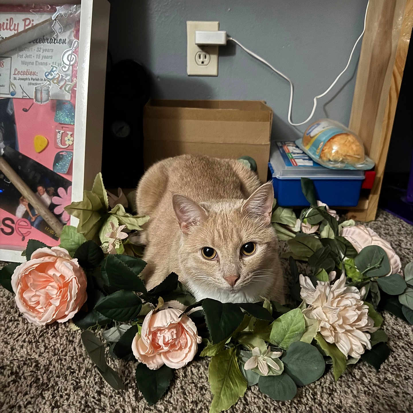 Beans joined the competition — help win amazing prizes! abyssinian, animal, box, bread, cat, flower, flowerarrangement, flowerbouquet, food, furniture, kitten, leaf, person, pet, petal, plant, pottedplant, pottery, rose, wood