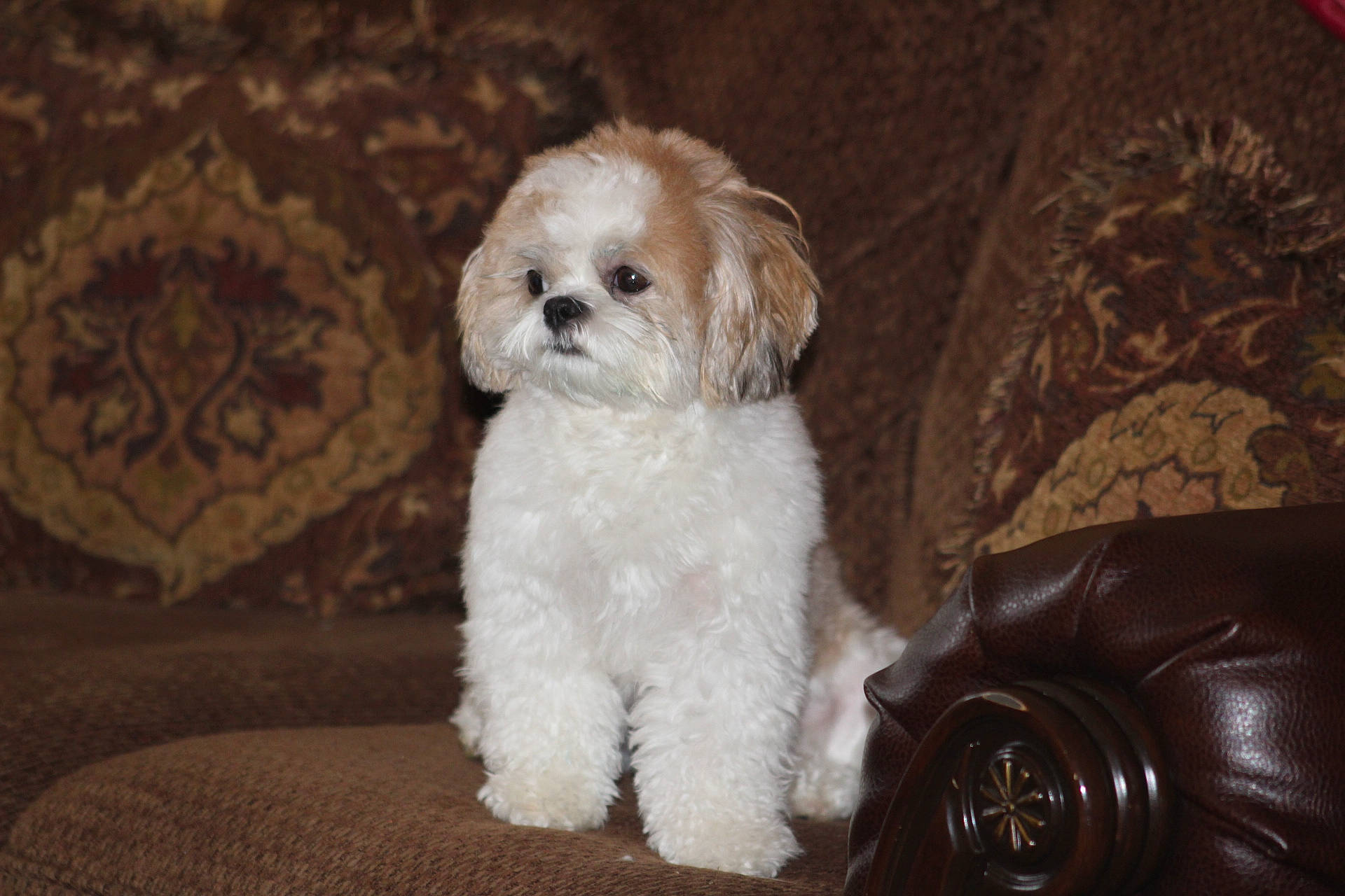 Bitsy is registered to the contest to win money with this photo: canidae, carnivore, companion_dog, dog, dog_breed, fawn, fur, labradoodle, poodle, poodle_crossbreed, puppy_love, shih_poo, small_terrier, snout, sporting_group, terrier, toy_dog, water_dog, whiskers, working_animal