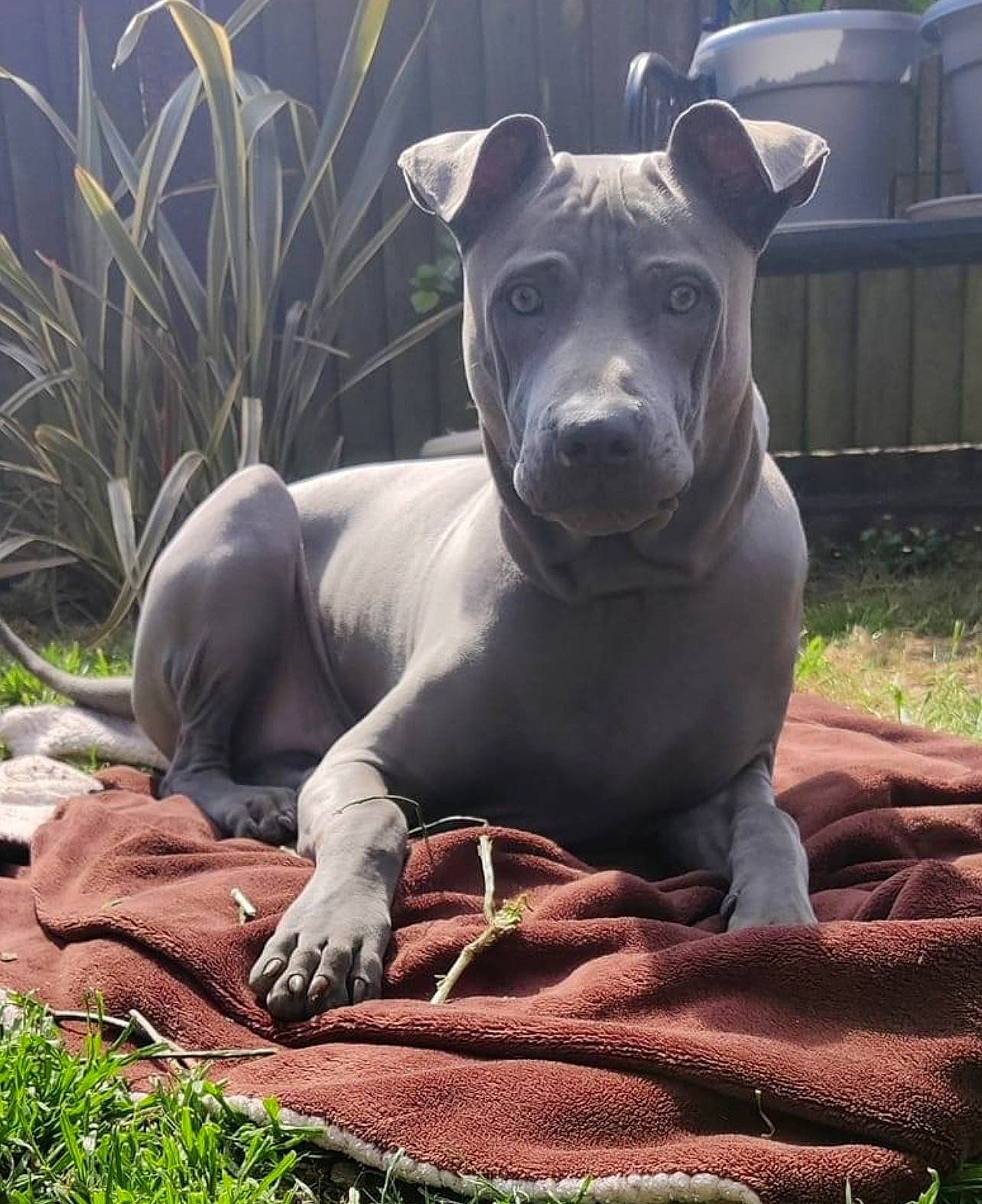 Bane joined the competition — help win amazing prizes! art, carnivore, companion_dog, dog_breed, grass, grassland, landscape, livestock, metal, plant, sculpture, snout, sporting_group, statue, suidae, tail, terrestrial_animal, whiskers, wildlife, working_animal