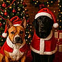 Leika a rejoint le concours — aidez-le/la à gagner de superbes lots ! dog, christmas, holiday, santa_hat, festive, black_dog, brown_dog, costume, christmas_tree, ornaments, lights, gifts, indoor, portrait, cute, pets, celebration, seasonal, red, white