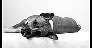 Leika participe au concours pour gagner de l'argent avec cette photo : animal, black_and_white, calm, canine, close_up, dog, domestic, ears, expression, friendly, fur, head_tilt, indoor, looking_at_camera, lying_down, pet, portrait, relaxed, resting, soft_surface